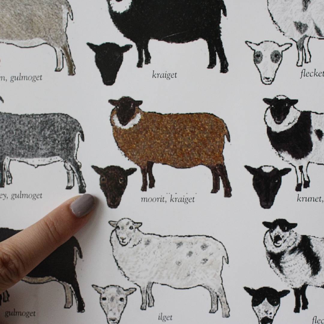 Shetland Sheep Colour and Markings Poster – moorit